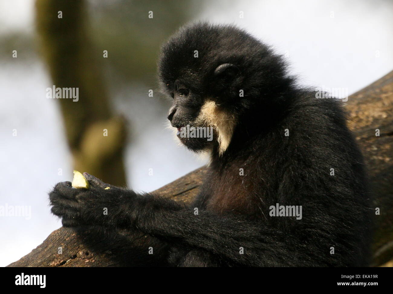 Jaune mâle cheeked gibbon (Nomascus gabriellae), alias golden-cheeked gibbon à crête eating fruit Banque D'Images