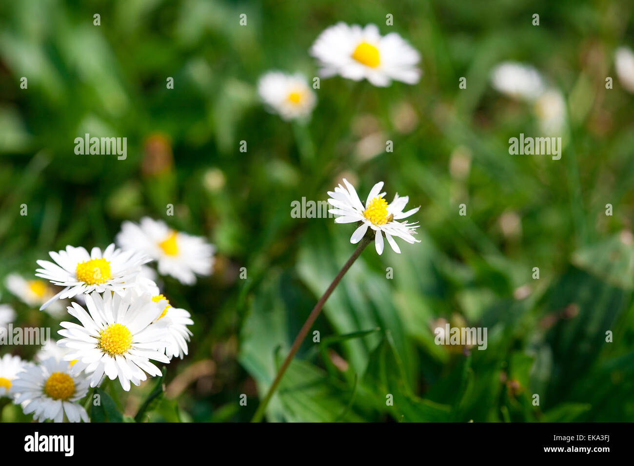 La camomille dans le contexte de l'herbe verte Banque D'Images