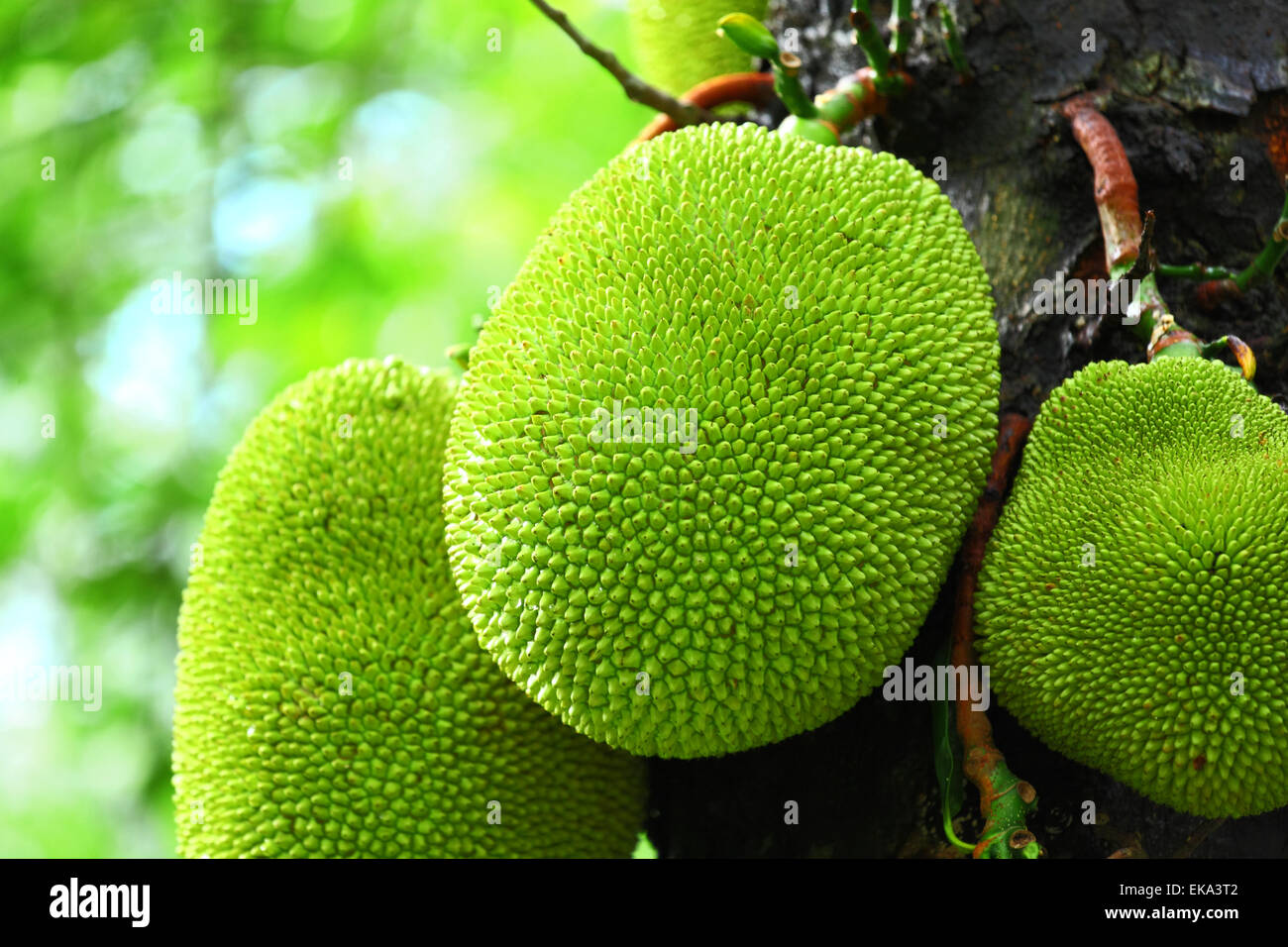 Jack fruits on tree Banque D'Images