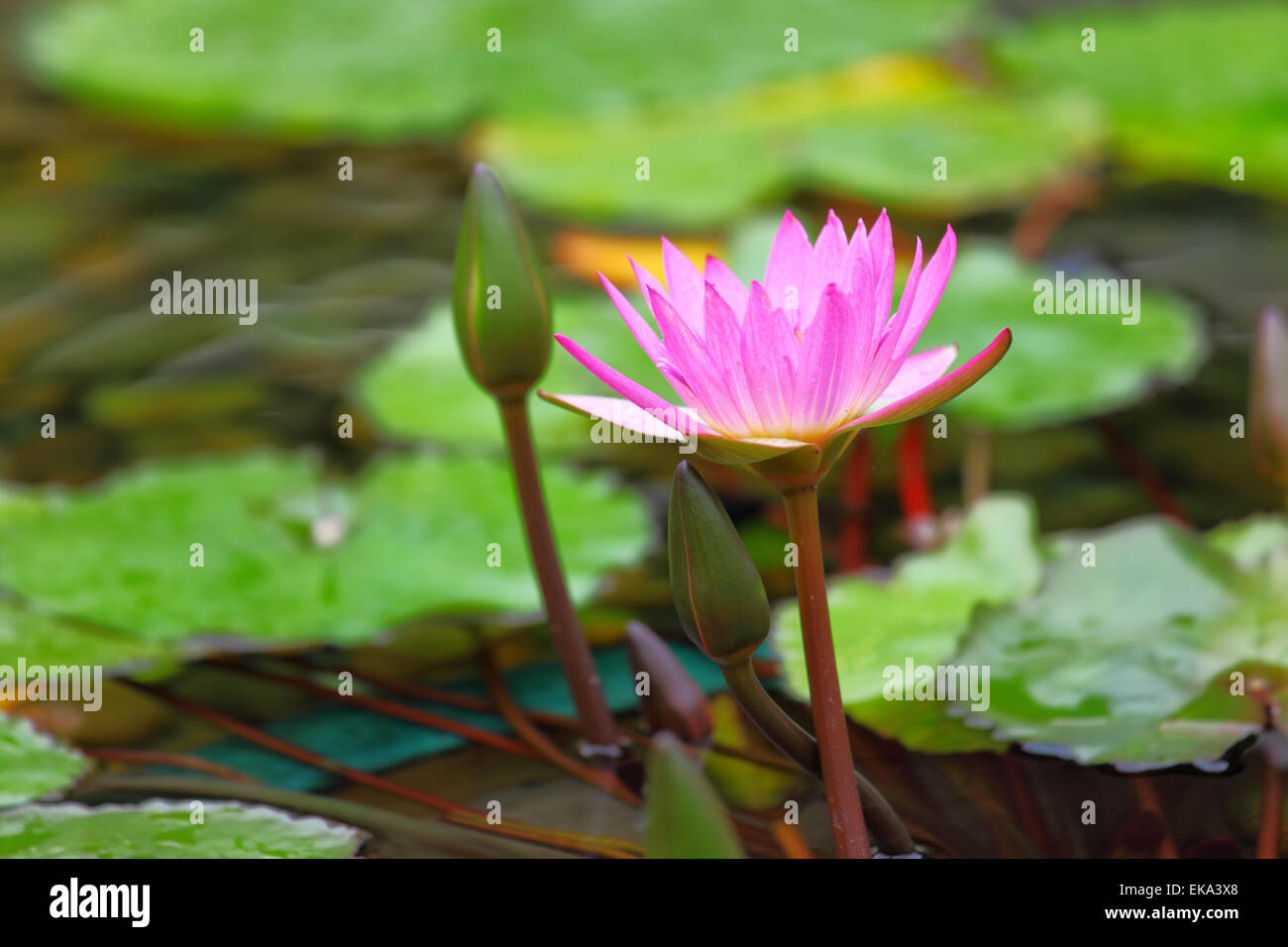 fleur de Lotus Banque D'Images