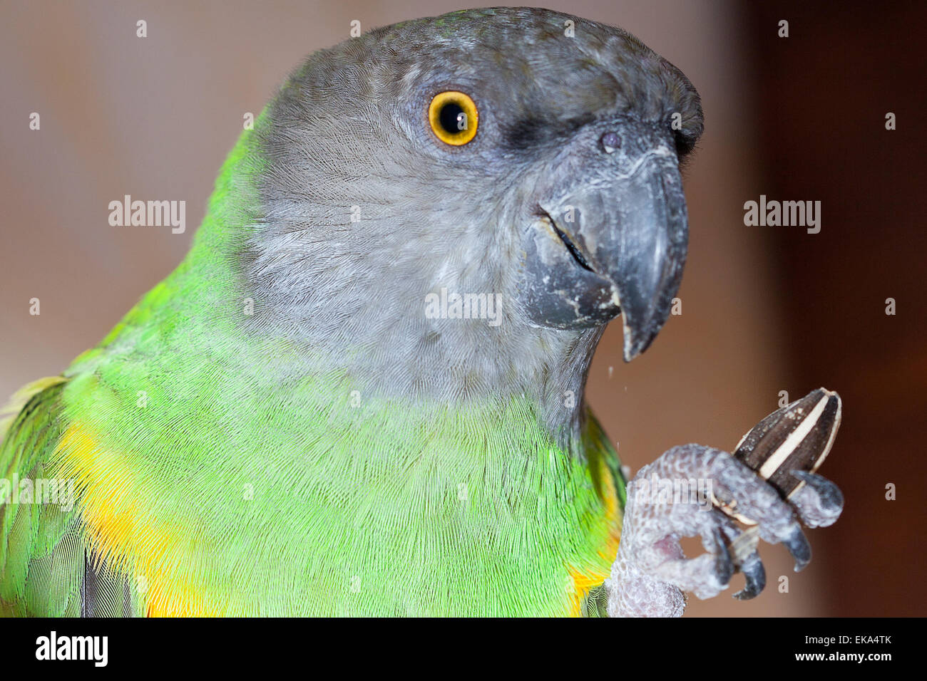 Beau vert et jaune Sénégal parrot closeup Banque D'Images