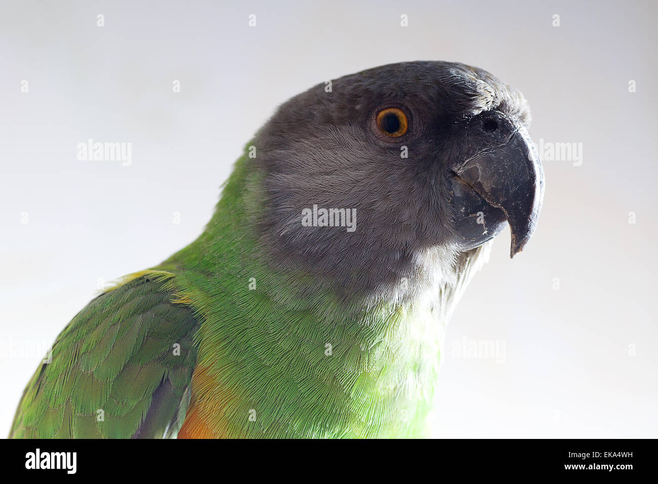 Beau vert et jaune Sénégal parrot closeup Banque D'Images