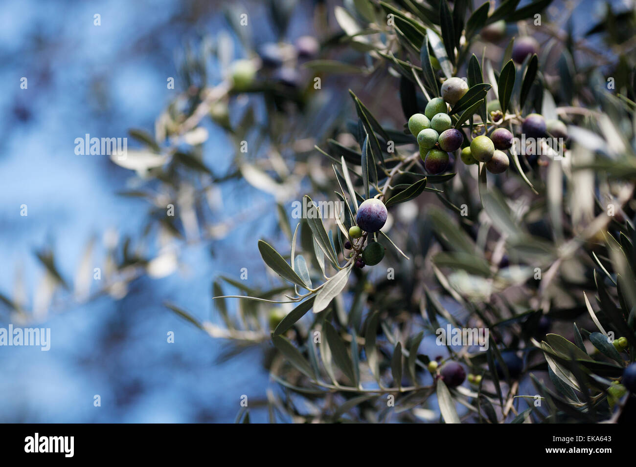 Branche d'olives vertes juteuses Banque D'Images