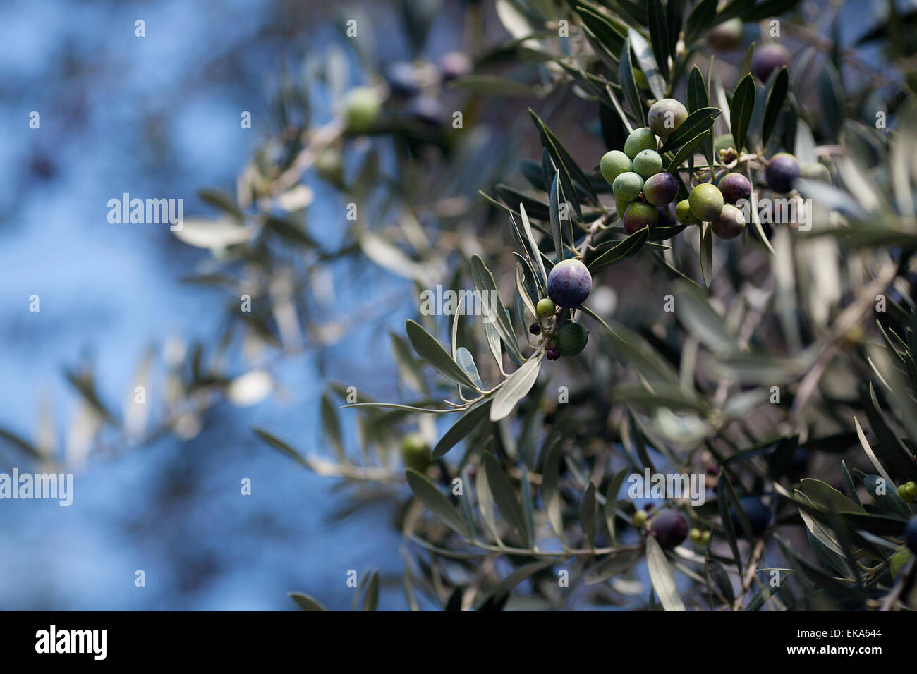 Branche d'olives vertes juteuses Banque D'Images