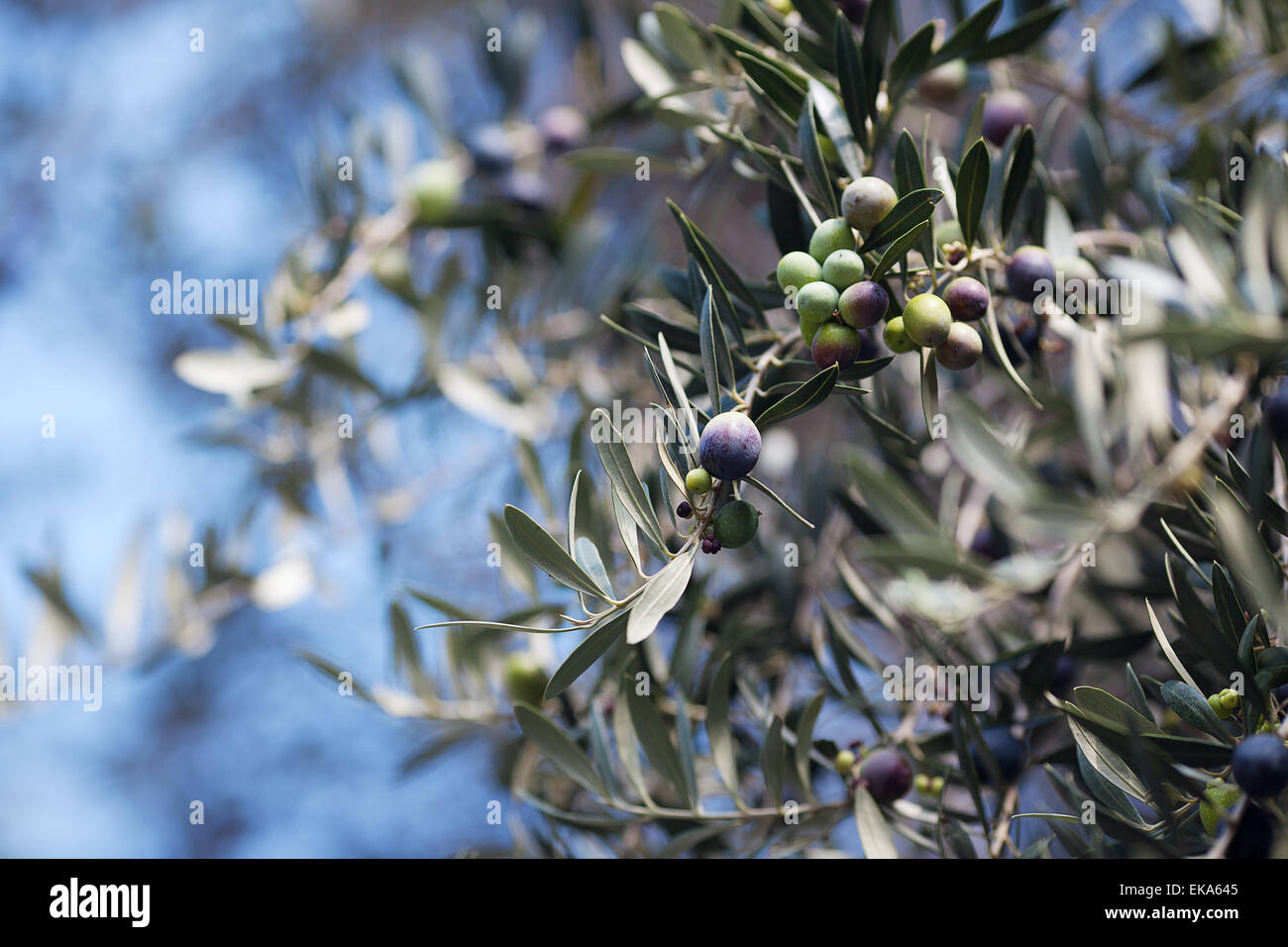 Branche d'olives vertes juteuses Banque D'Images