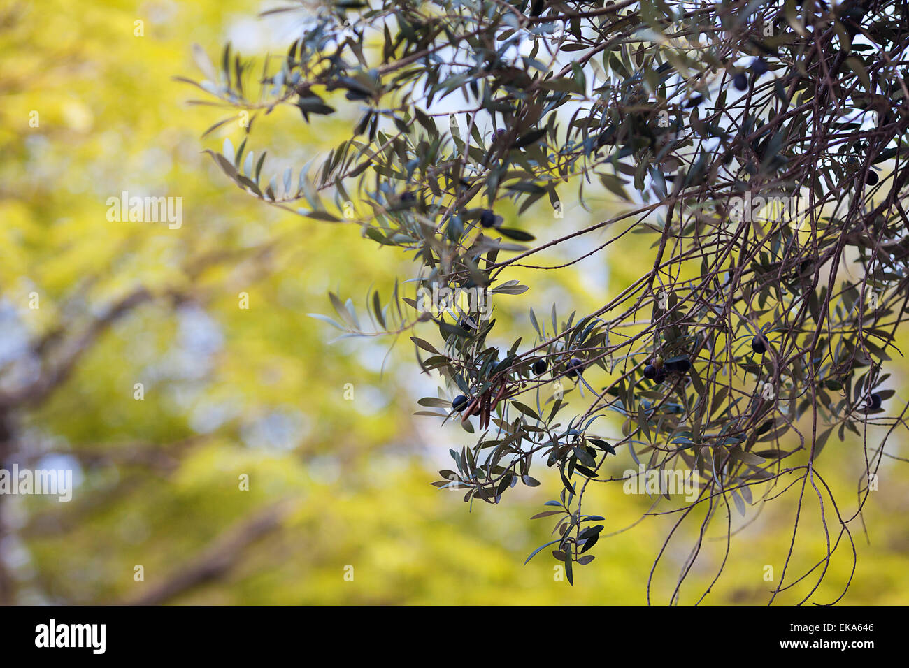 Branche d'olives vertes juteuses Banque D'Images