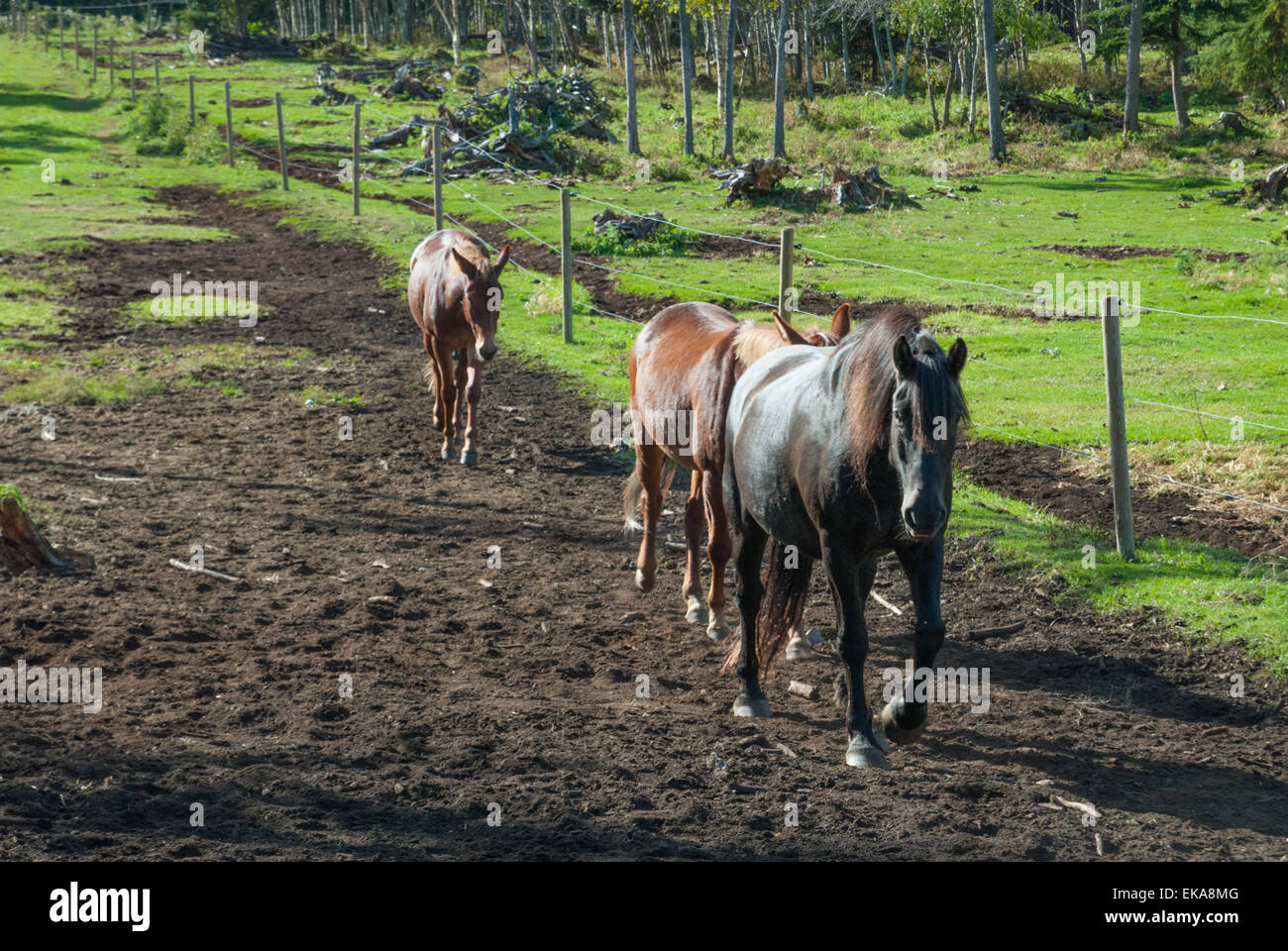Un cheval canadien, Equus ferus caballus, conduisant une paire de mules comme ils marchent le long d'une clôture basse-cour Banque D'Images