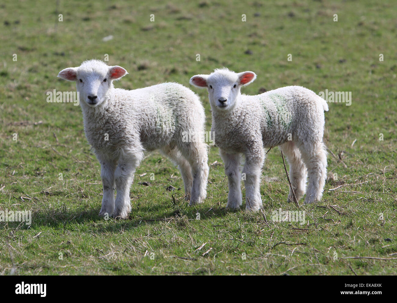 Les Jeunes agneaux au printemps sur une ferme dans le Kent, le jardin de l'Angleterre, Royaume-Uni Banque D'Images