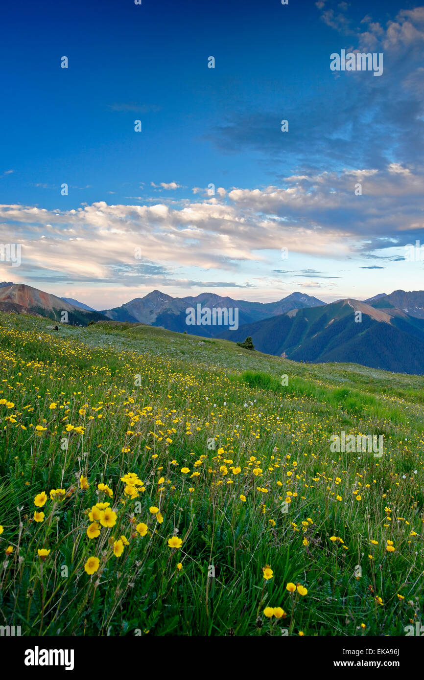 Vue des montagnes et de fleurs sauvages aux États-Unis, au-dessus du bassin des montagnes San Juan, près de Silverton, Colorado USA Banque D'Images