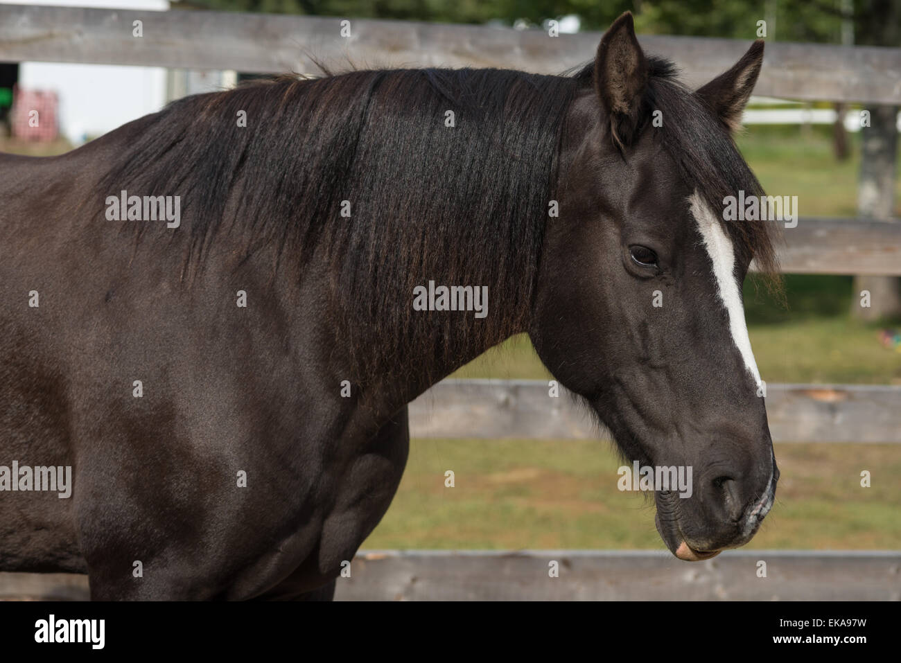 Portrait de l'avant d'un cheval canadien, Equus ferus caballus, debout dans une basse-cour Banque D'Images