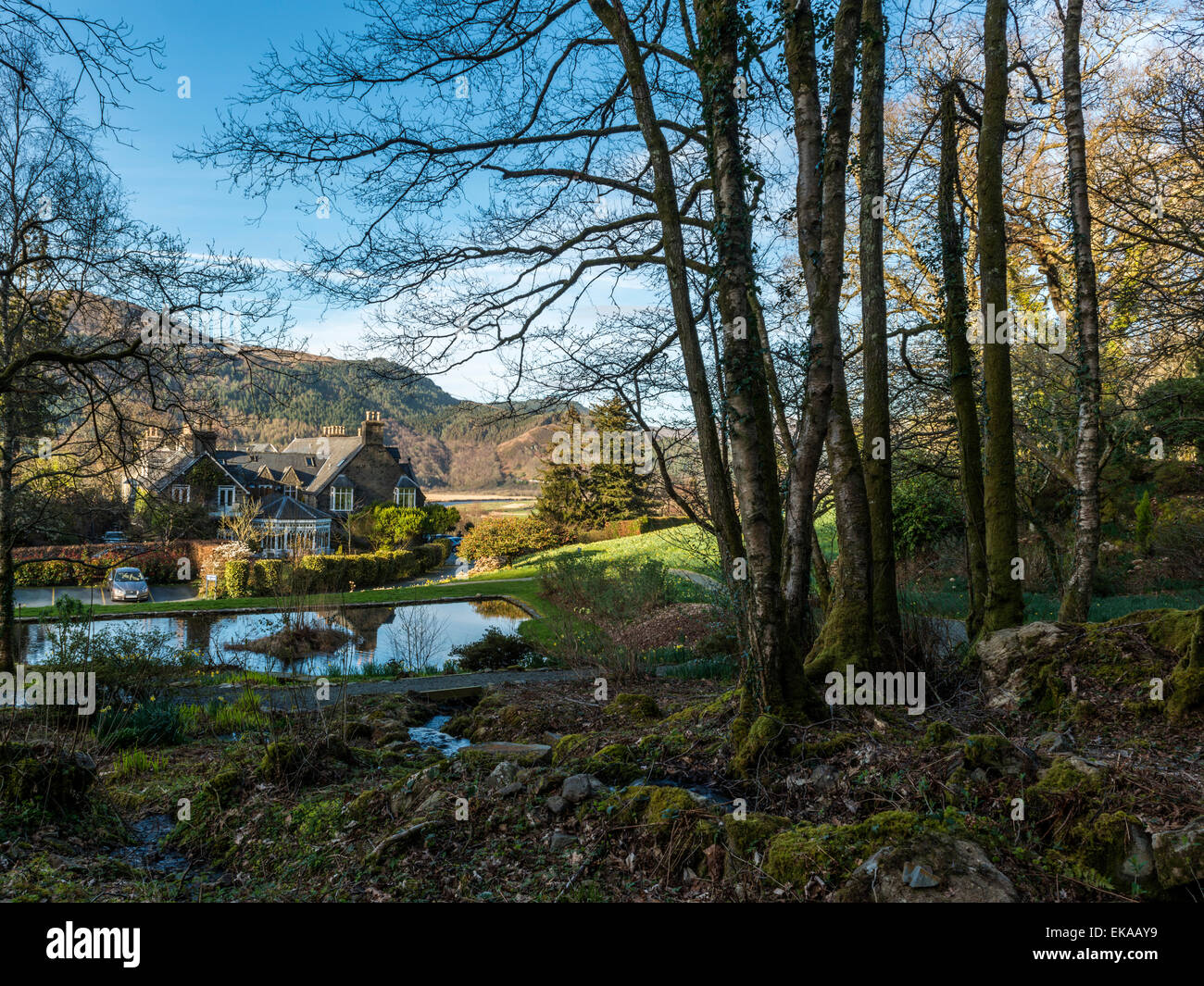 Paysage gallois, représentant de la jonquille de printemps en fleurs dans un joli décor boisé avec une campagne vista d'Afon Mawddach. Banque D'Images