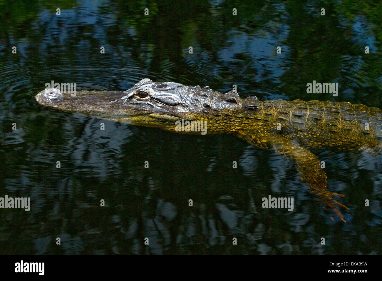 Alligator dans les Everglades de Floride, aux États-Unis. Banque D'Images