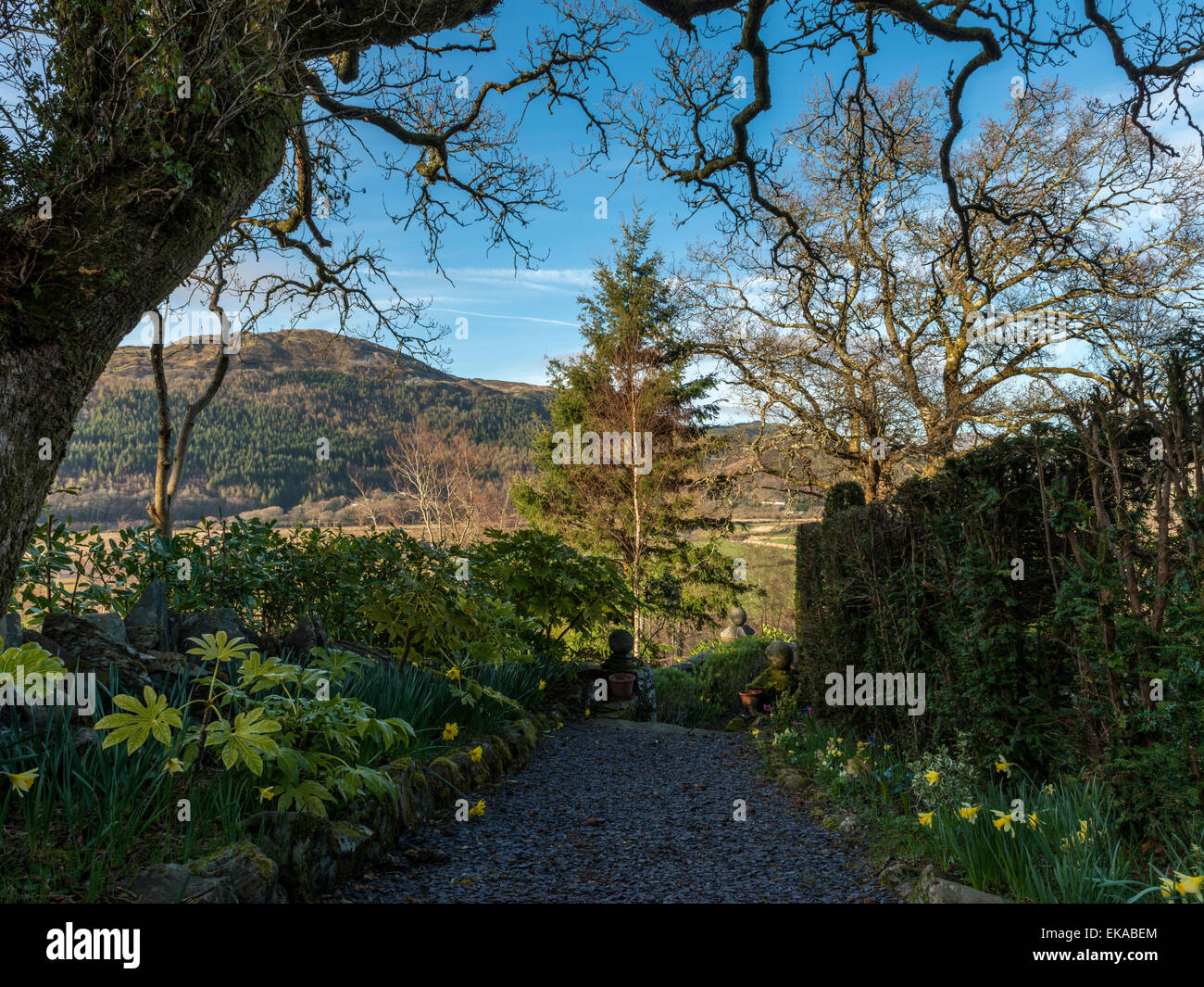 Paysage gallois, représentant de la jonquille de printemps en fleurs, en bordure d'un sentier de gravier avec une forêt et campagne vista. Banque D'Images