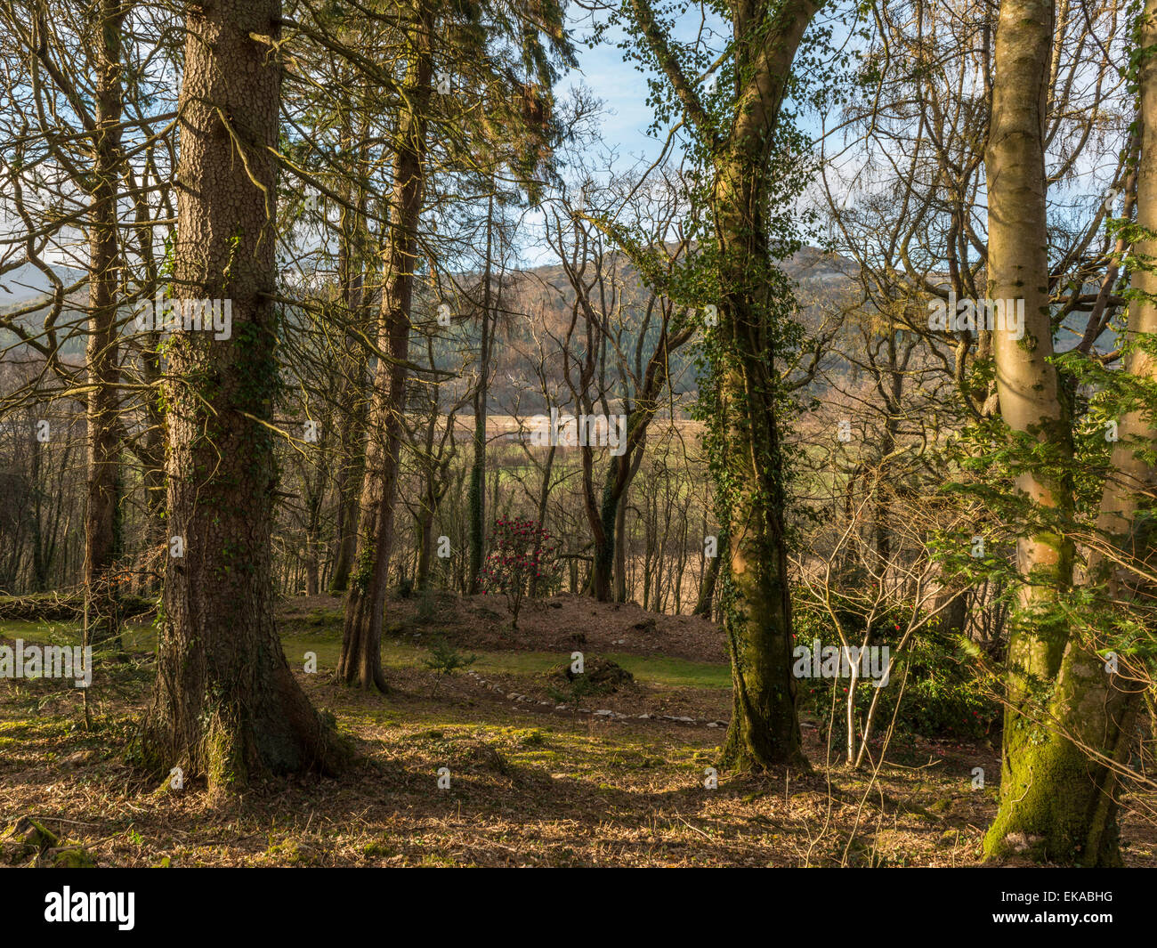 Pays de Galles Paysage, représentant une floraison rouge vif camellia bush, dans un environnement boisé, avec la forêt et la campagne vista. Banque D'Images