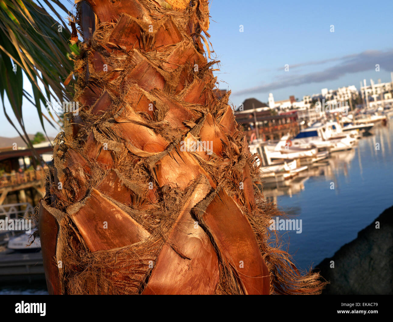 Palm tree trunk à Marina Rubicon au coucher du soleil Playa Blanca Lanzarote Iles Canaries Banque D'Images