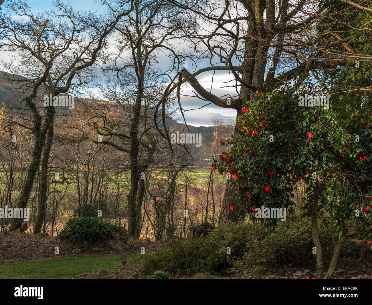 Pays de Galles Paysage, représentant une floraison rouge vif camellia bush, dans un environnement boisé, avec la forêt et la campagne vista. Banque D'Images
