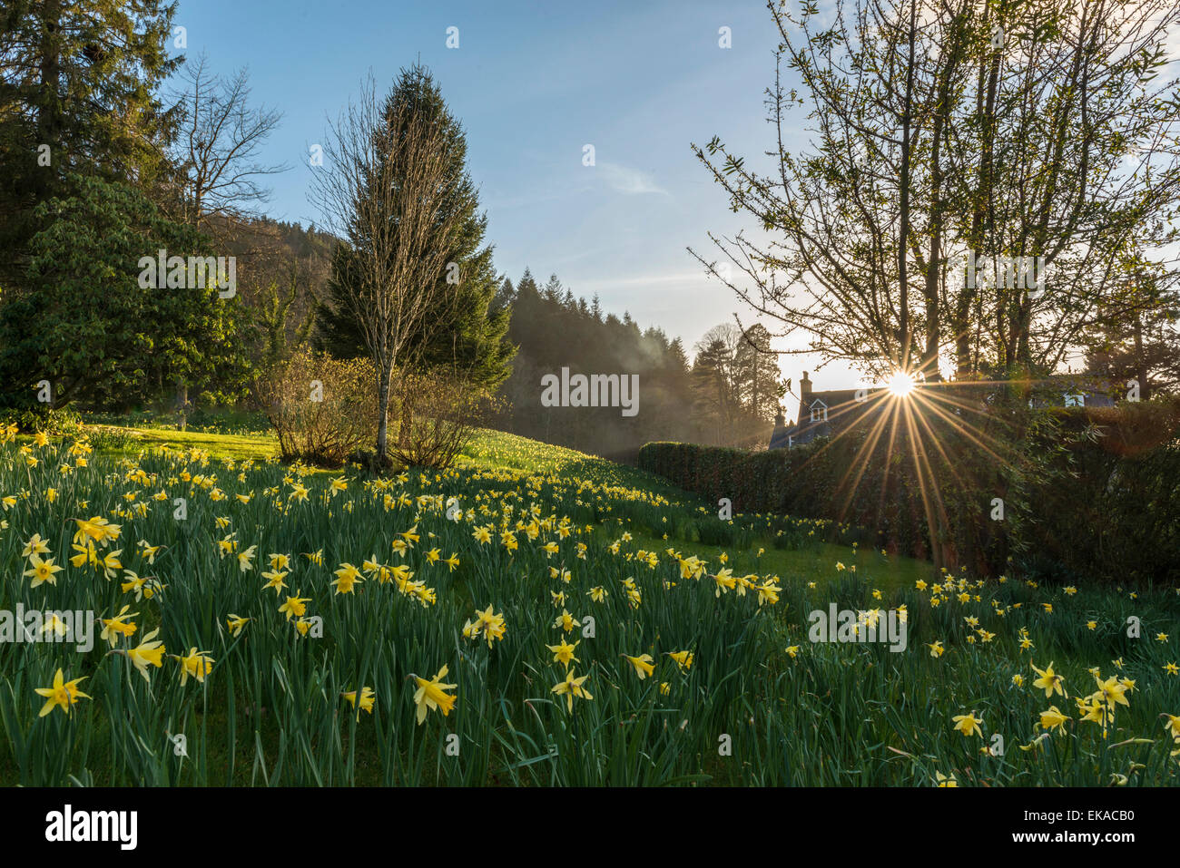 Paysage gallois, représentant de la jonquille de printemps en fleurs dans un joli décor boisé près de Penmaenuchaf country house. Banque D'Images