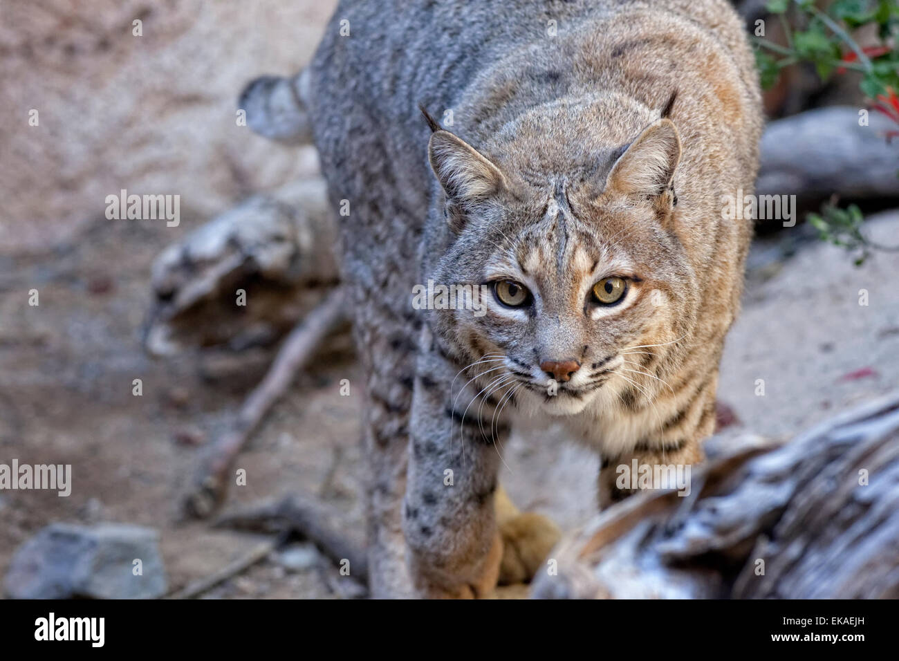Lynx roux Lynx rufus - curieux Banque D'Images