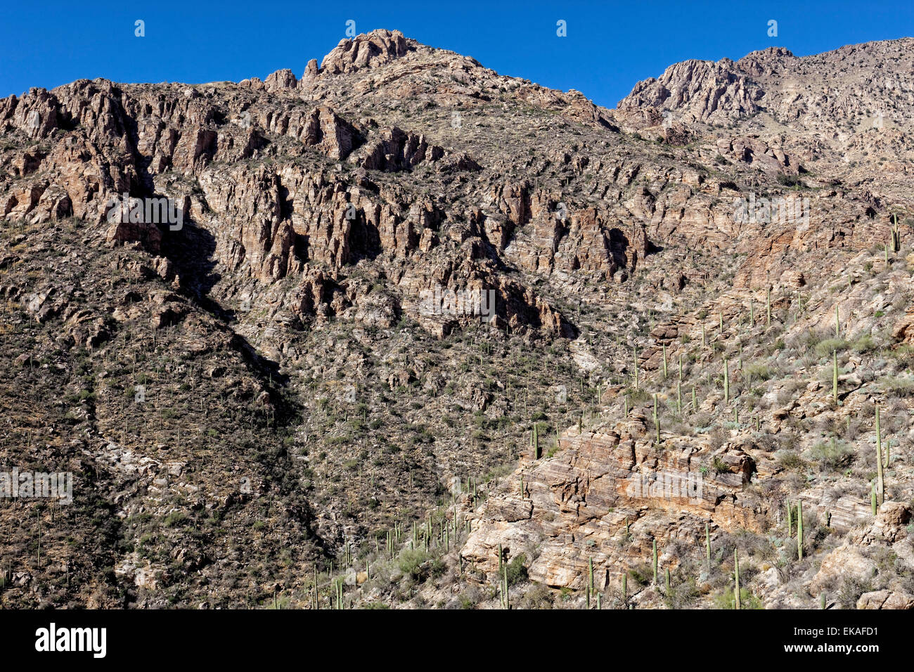 Sabino Canyon Géologie Gneiss, Tucson, AZ Banque D'Images