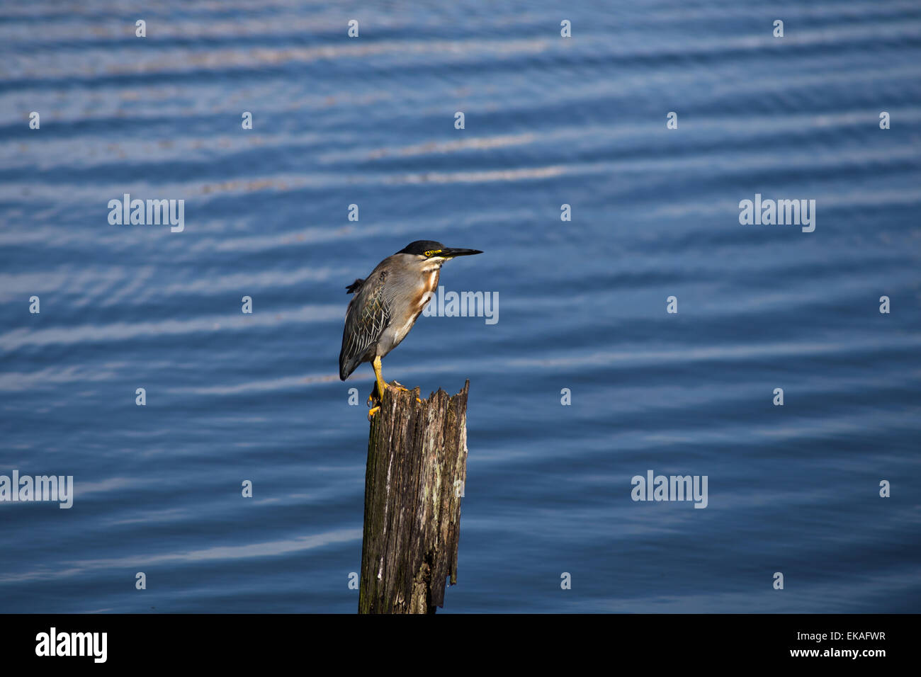 Oiseau Héron strié horizontal en bois posé sur un pieu à l'eau du lac bleu Banque D'Images