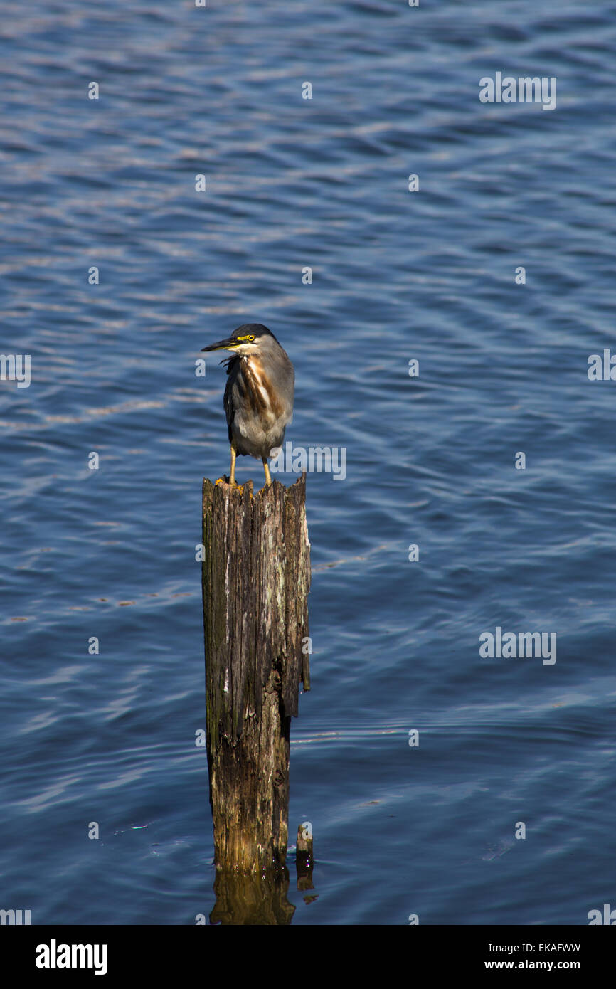 Oiseau Héron strié vertical en bois posé sur un pieu à l'eau du lac bleu Banque D'Images