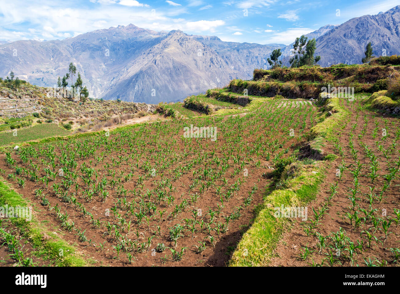Vue d'un champ de maïs au Canyon du Colca au Pérou Banque D'Images