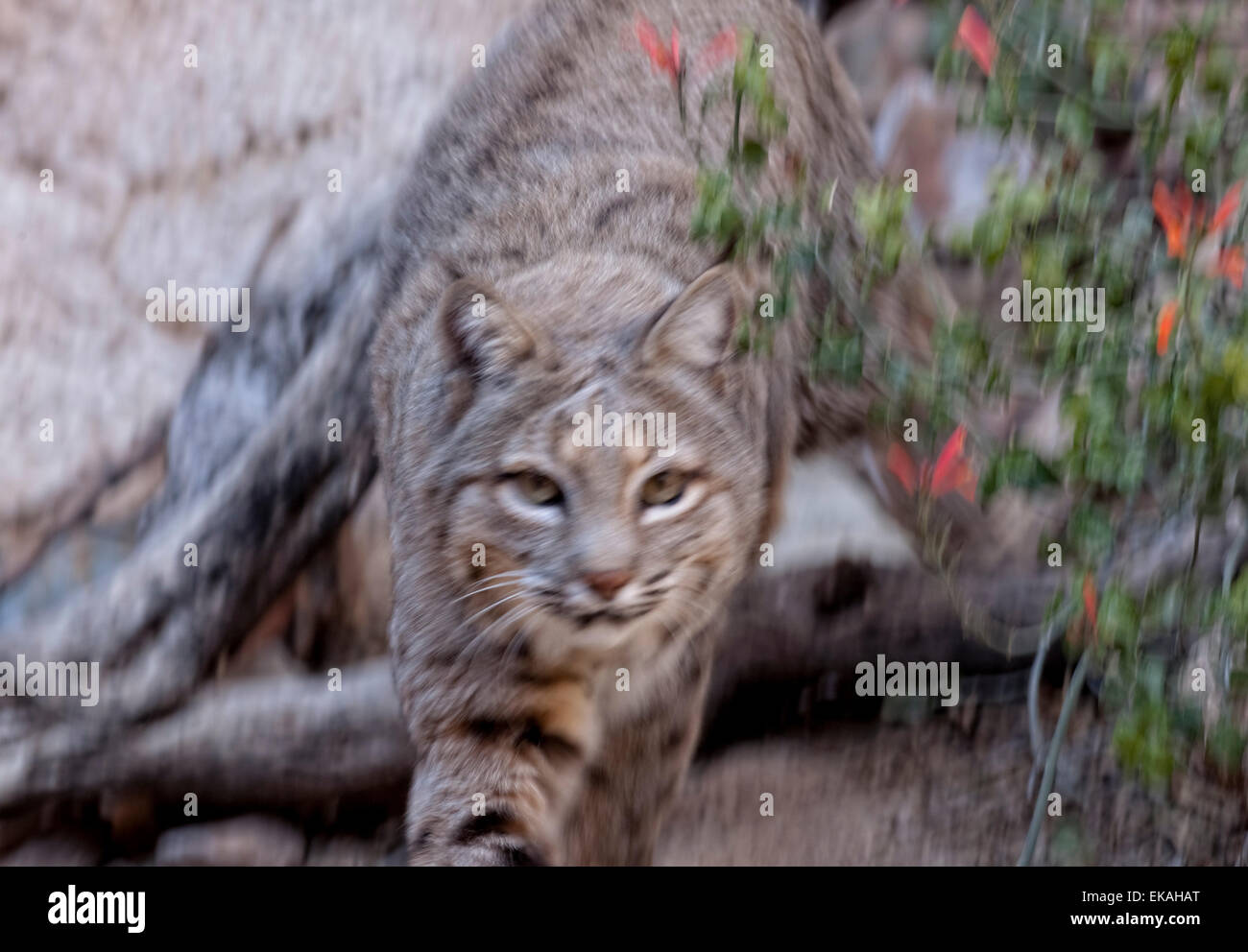 Le lynx roux Lynx rufus - Banque D'Images