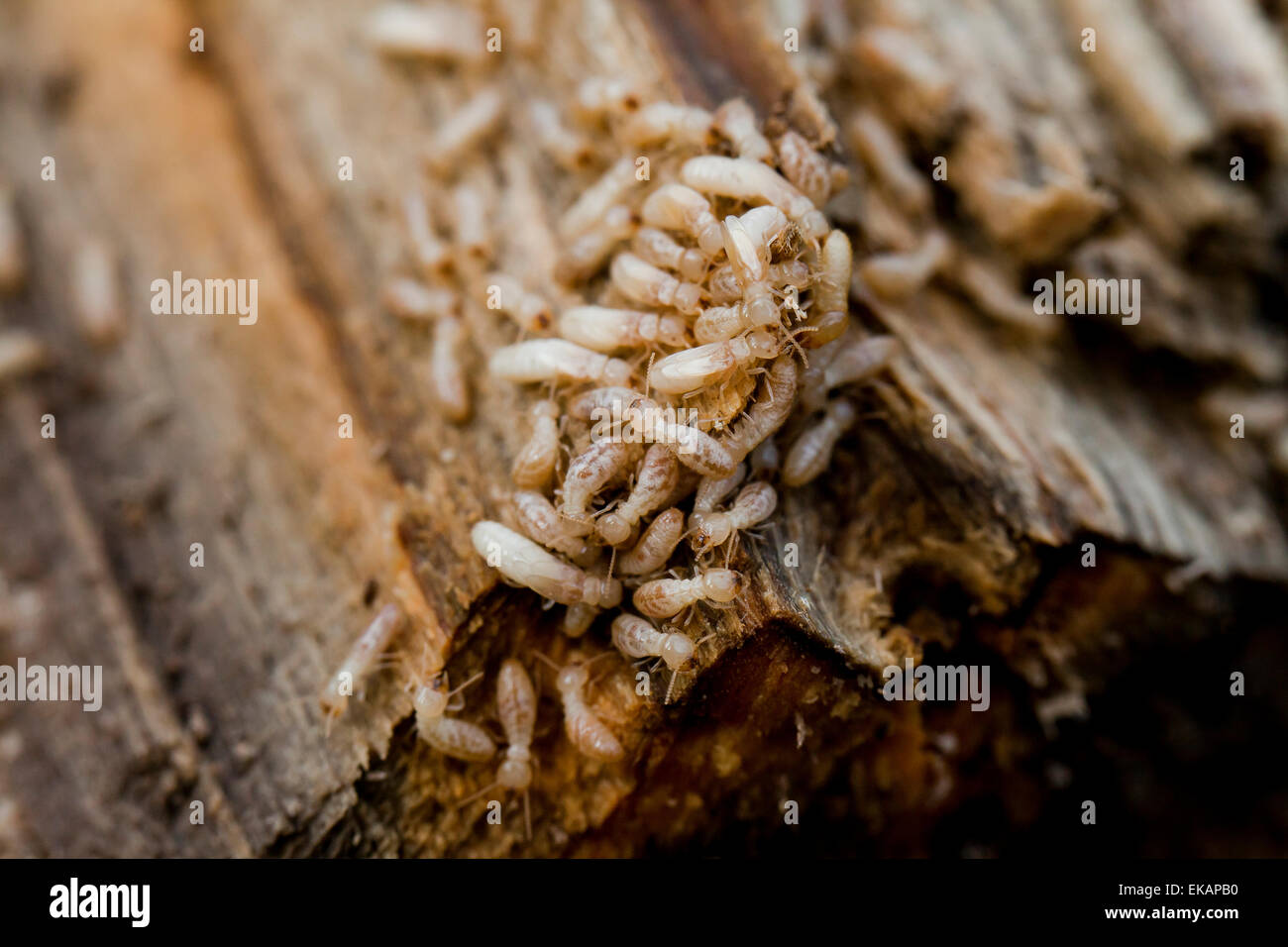 Les termites souterrains (Reticulitermes flavipes) - USA Banque D'Images
