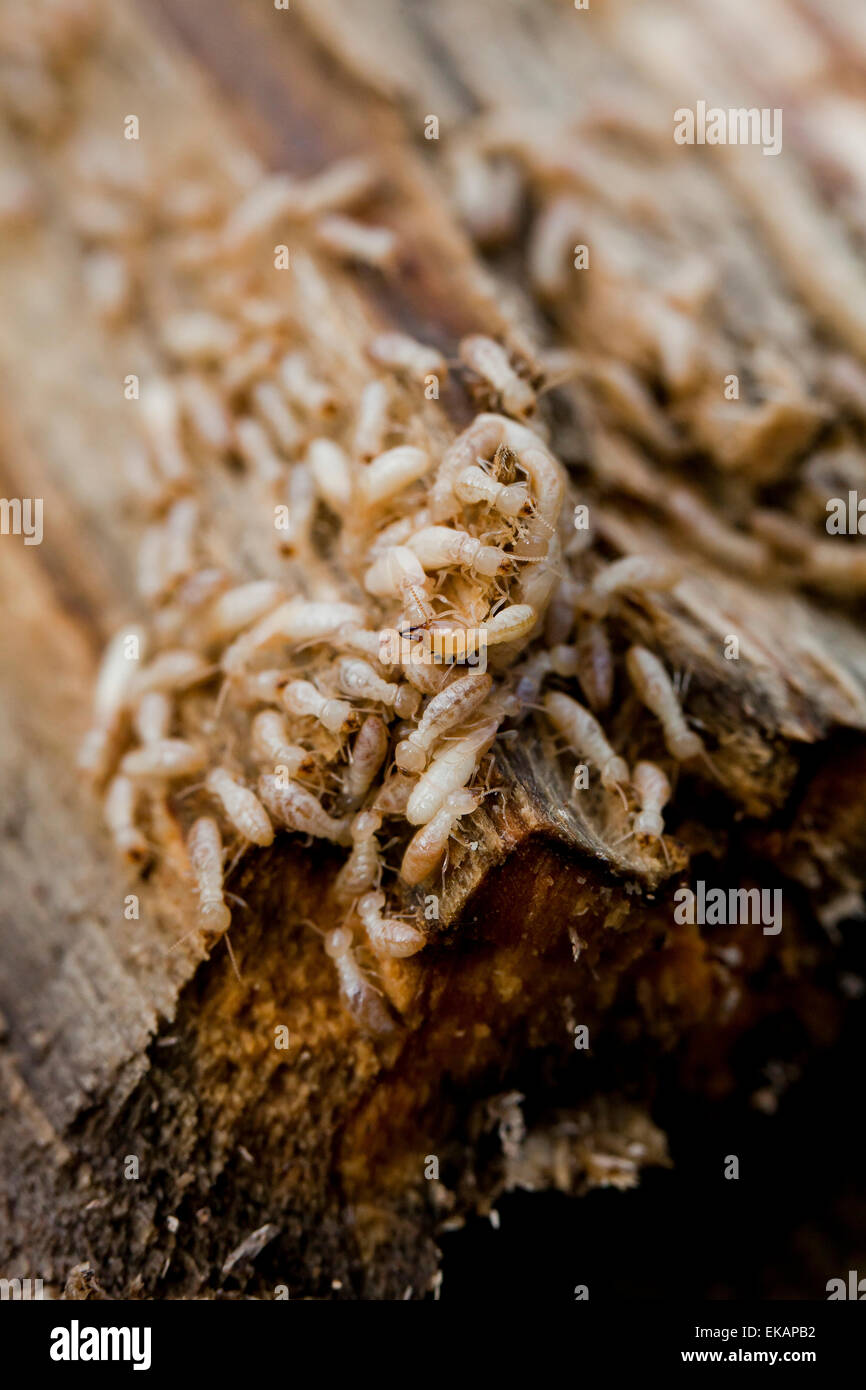 Les termites souterrains (Reticulitermes flavipes) - USA Banque D'Images
