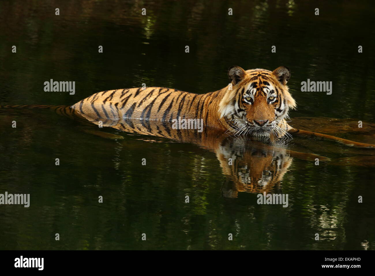Un tigre du Bengale royal mâle assis dans l'eau en saison estivale de Ranthambhore Banque D'Images