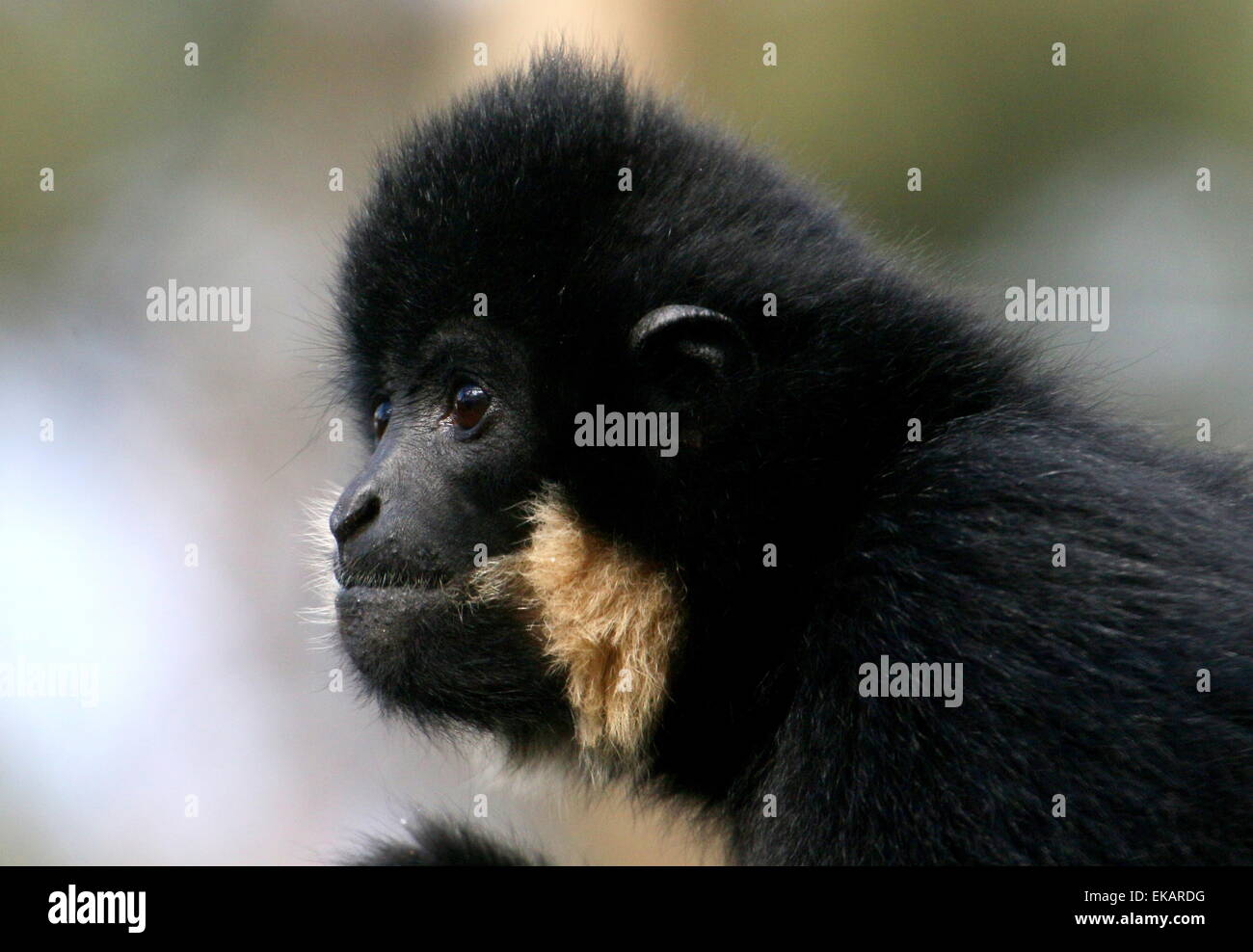 Jaune mâle cheeked gibbon (Nomascus gabriellae), alias golden-cheeked gibbon à crête profil en portrait. Banque D'Images