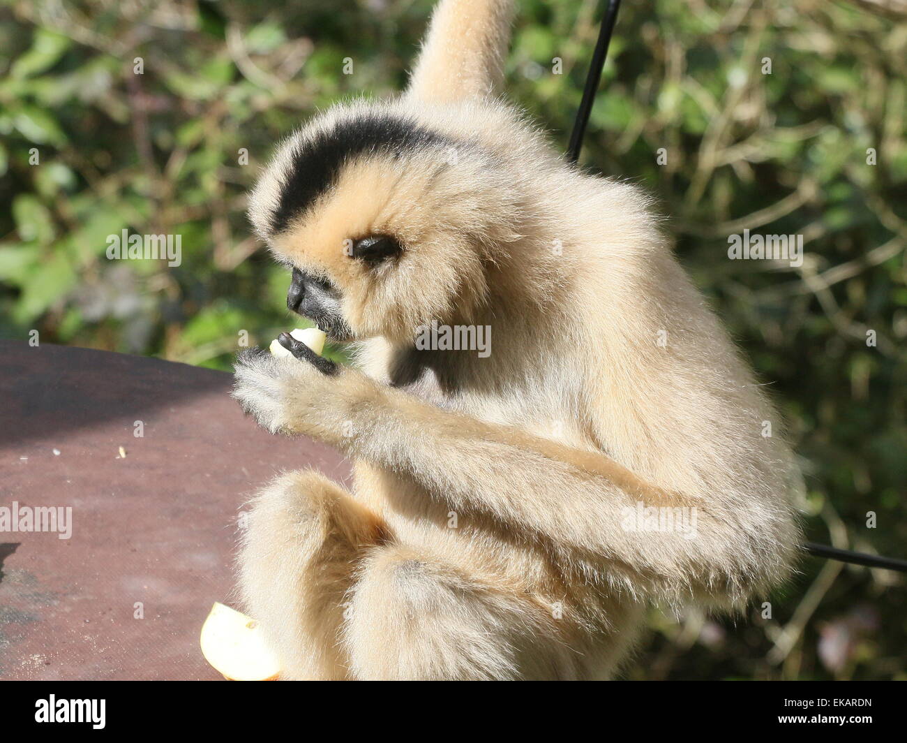 Femelle jaune cheeked gibbon (Nomascus gabriellae), aka golden-cheeked gibbon à crête. Manger des fruits au Zoo Burger, Pays-Bas Banque D'Images