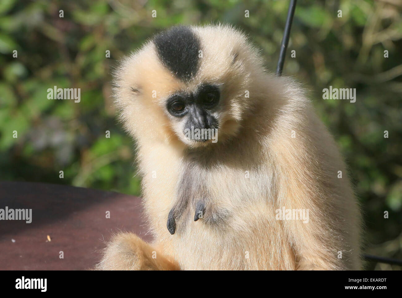 Femelle jaune cheeked gibbon (Nomascus gabriellae), alias golden-cheeked gibbon à crête. Zoo Burger, Pays-Bas Banque D'Images