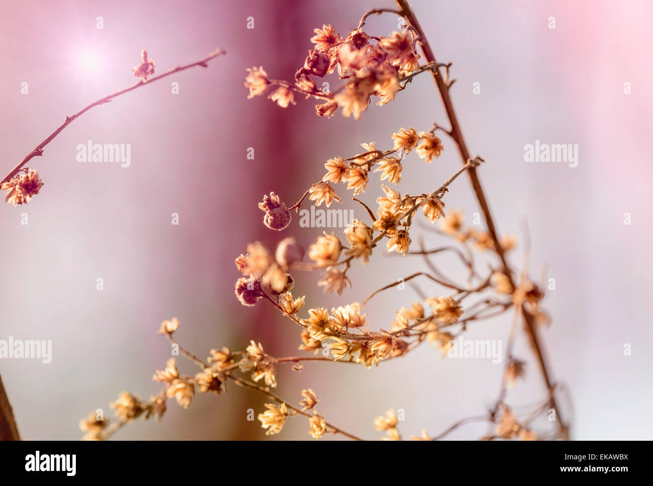 Une branche avec des fleurs sèches à la fin de l'hiver, pourquoi un soleil de printemps tiède dans le fond rose Banque D'Images