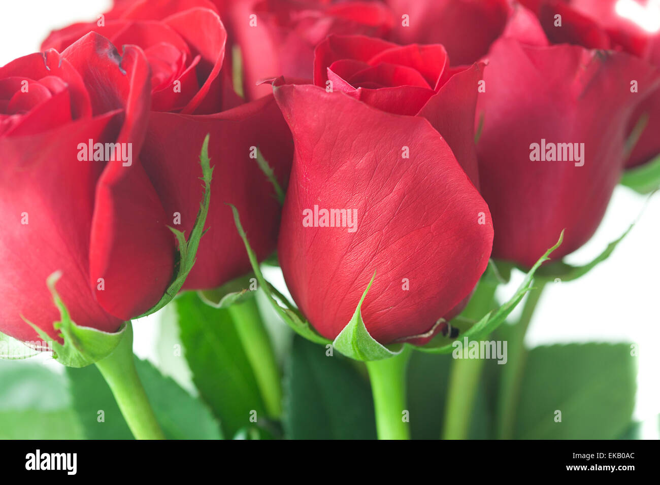 Milieux magnifiques Banque de photographies et d’images à haute ...