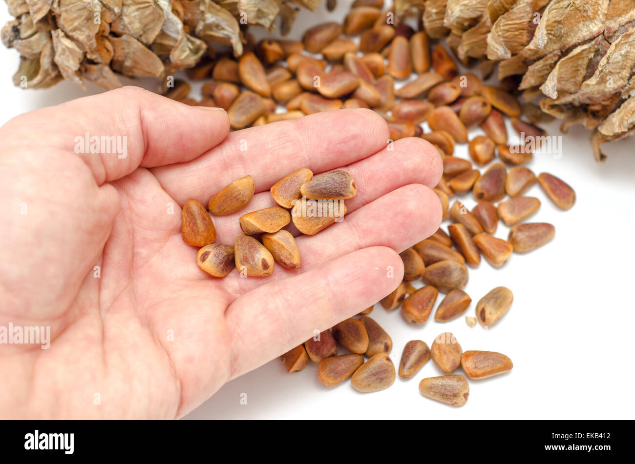 Les écrous et les cônes de pin de cèdre dans la main Banque D'Images