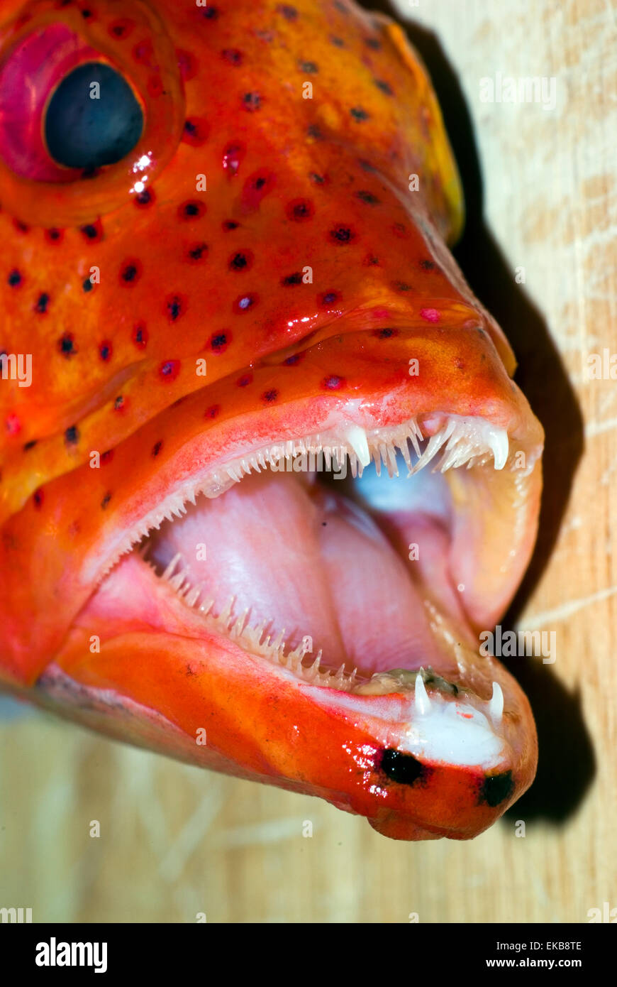 Poisson Lèvres Pulpeuses Rouges Couleurs vives, beurre d'orange rougeâtre avec tête de poisson montrant ...
