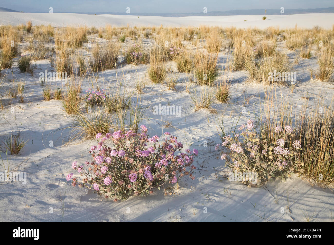 Un désert de sable parfumé Verbenna, Abronia villosa, fleurit en mai sur la playa au White Sands National Monument près de Alamogord Banque D'Images