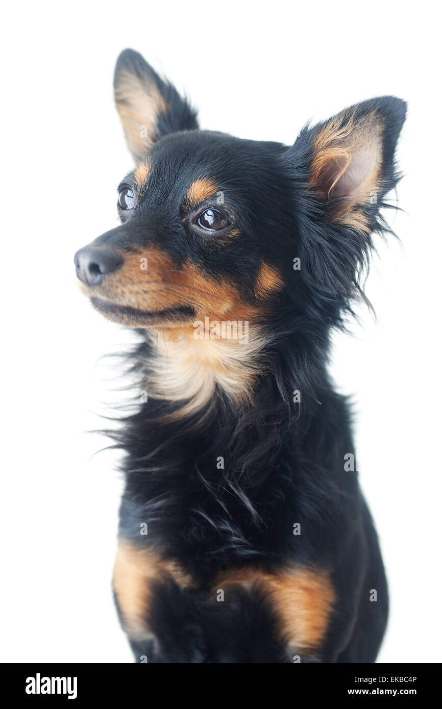 Portrait of black russian toy terrier isolated on white Banque D'Images