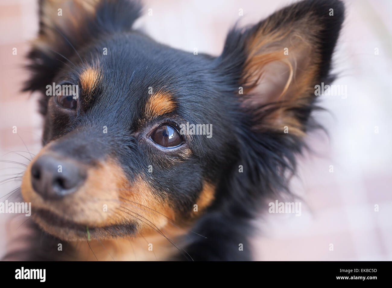 Portrait of black russian toy terrier Banque D'Images
