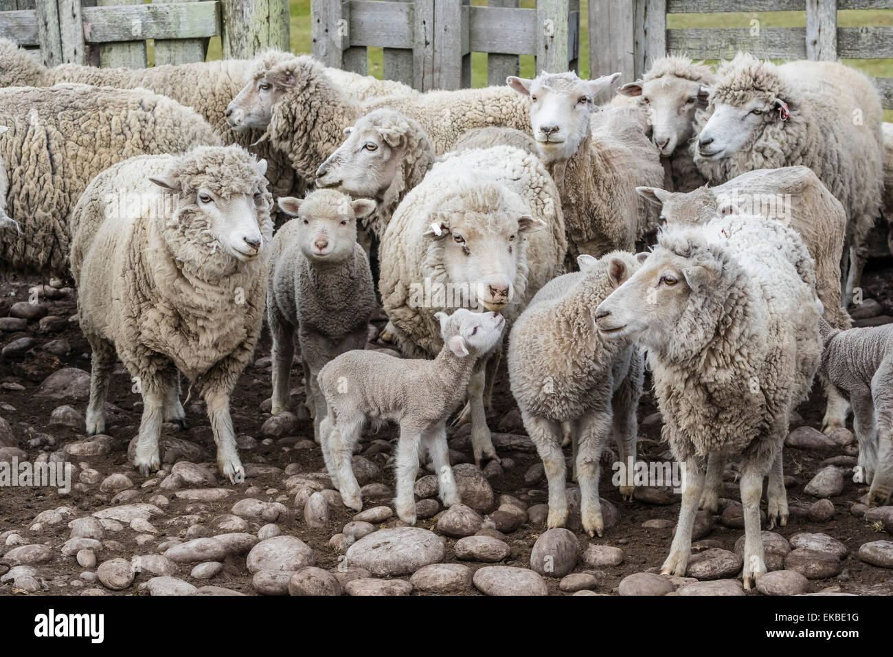 Les moutons attendent d'être tondus à Long Island, à l'extérieur fermes ovines Stanley, Îles Falkland, U.K. Protectorat outre-mer Banque D'Images