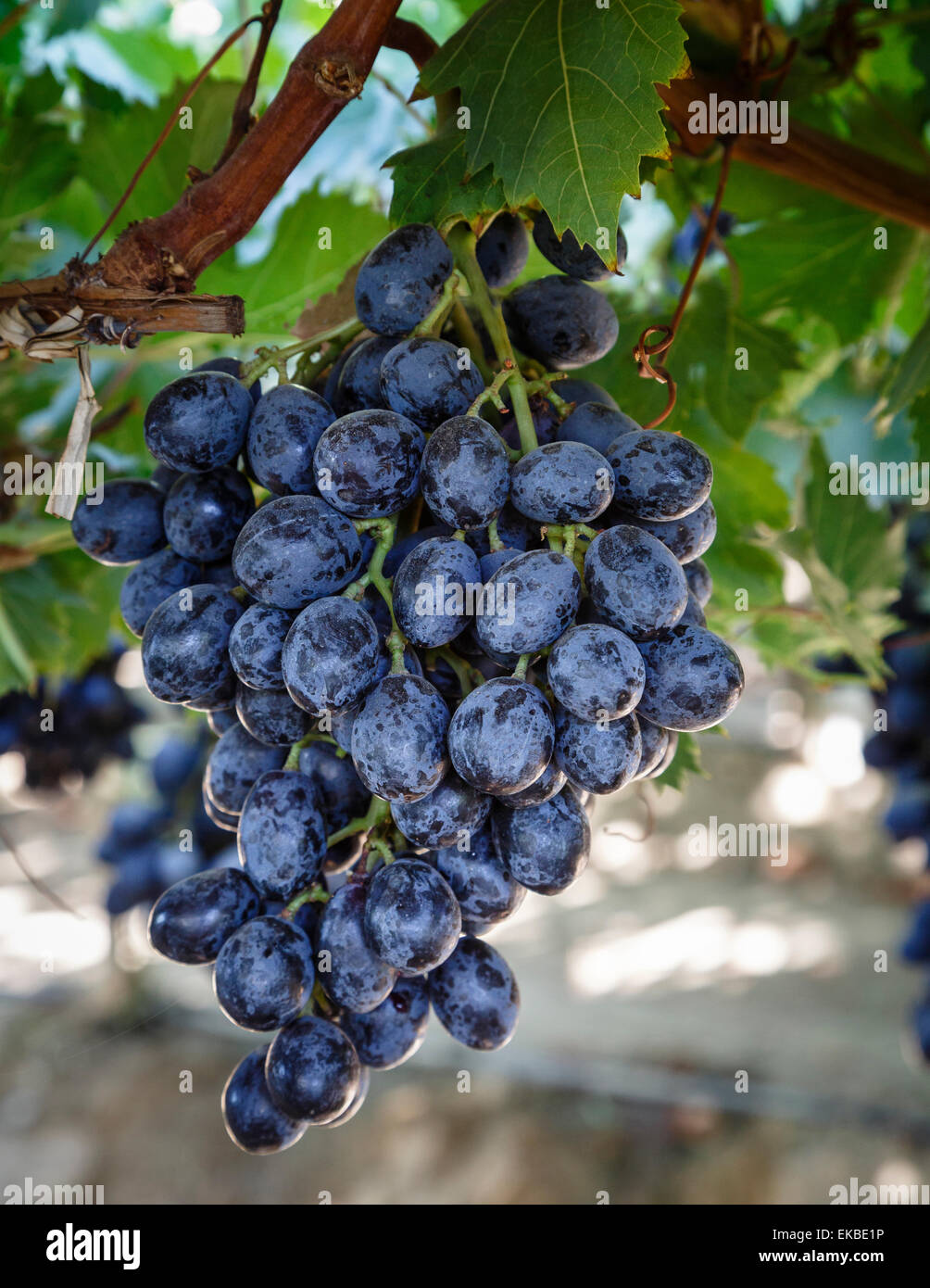 Raisins dans la vallée de San Joaquin, en Californie, États-Unis d'Amérique, Amérique du Nord Banque D'Images