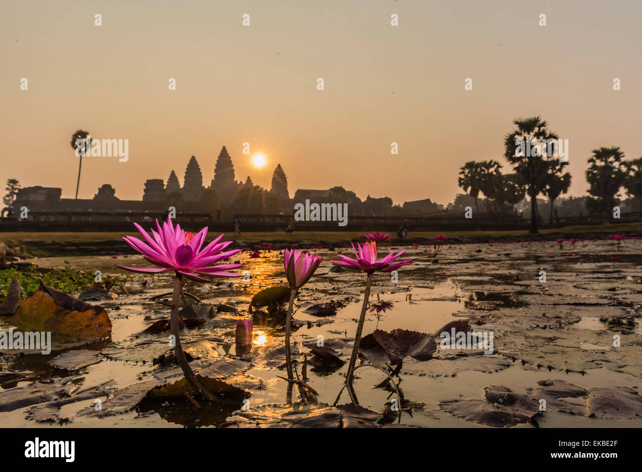 Lever du soleil sur l'entrée ouest de Angkor Wat, Angkor, l'UNESCO, Siem Reap, Cambodge, Indochine, Asie du Sud, Asie Banque D'Images