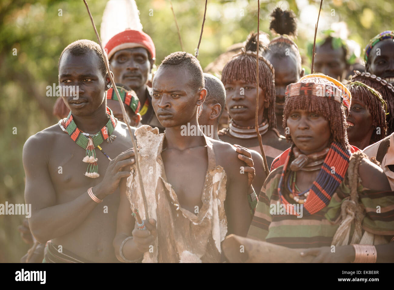 Sautant des taureaux Cérémonie, Tribu Hamar, Turmi, vallée de l'Omo, Ethiopie, Afrique Banque D'Images