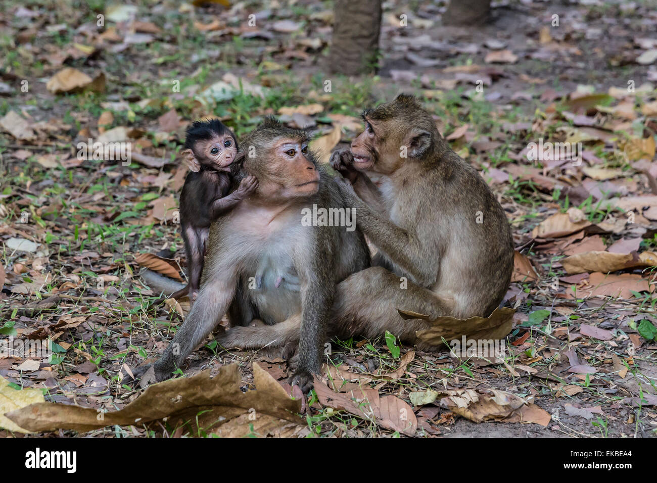 Les macaques à longue queue (Macaca fascicularis) le toilettage près de Angkor Thom, Siem Reap, Cambodge, Indochine, Asie du Sud-Est, l'Asie Banque D'Images