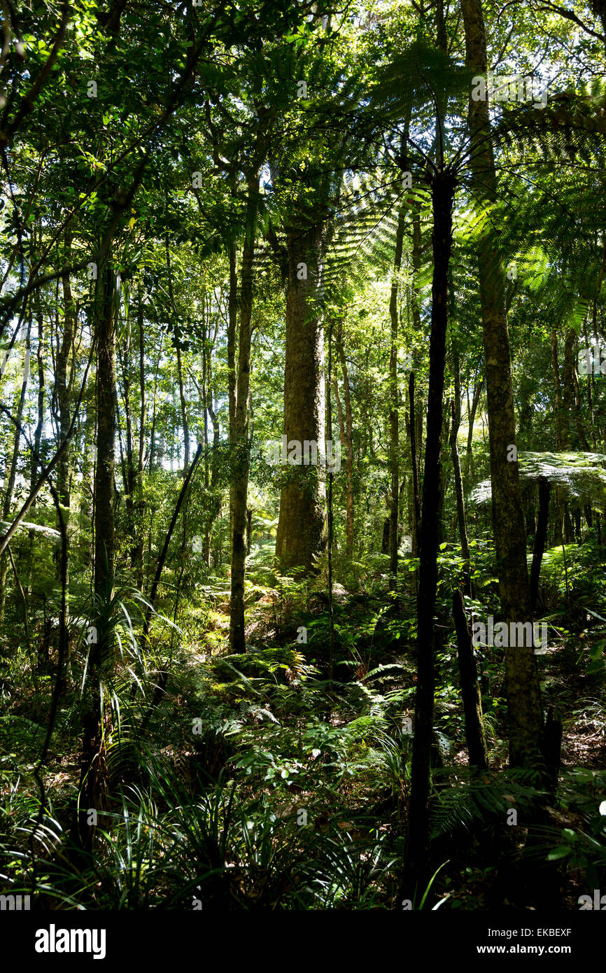 Le feuillage dense dans la conservation sous-tropical trounson kauri Park, en Nouvelle-Zélande. Banque D'Images