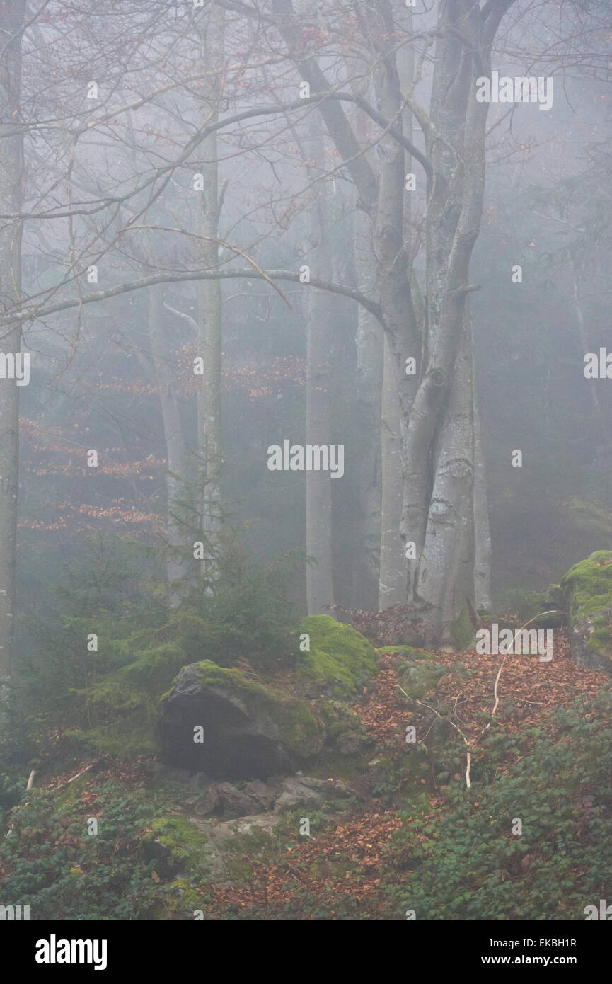 Parc National de la forêt bavaroise, Bavaria, Germany, Europe Banque D'Images