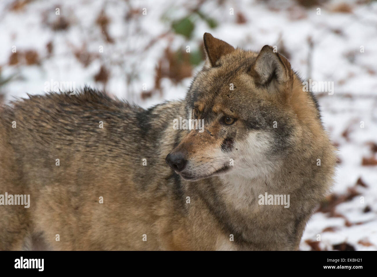 Le loup (Canis lupus), le Parc National de la forêt bavaroise, Bavaria, Germany, Europe Banque D'Images