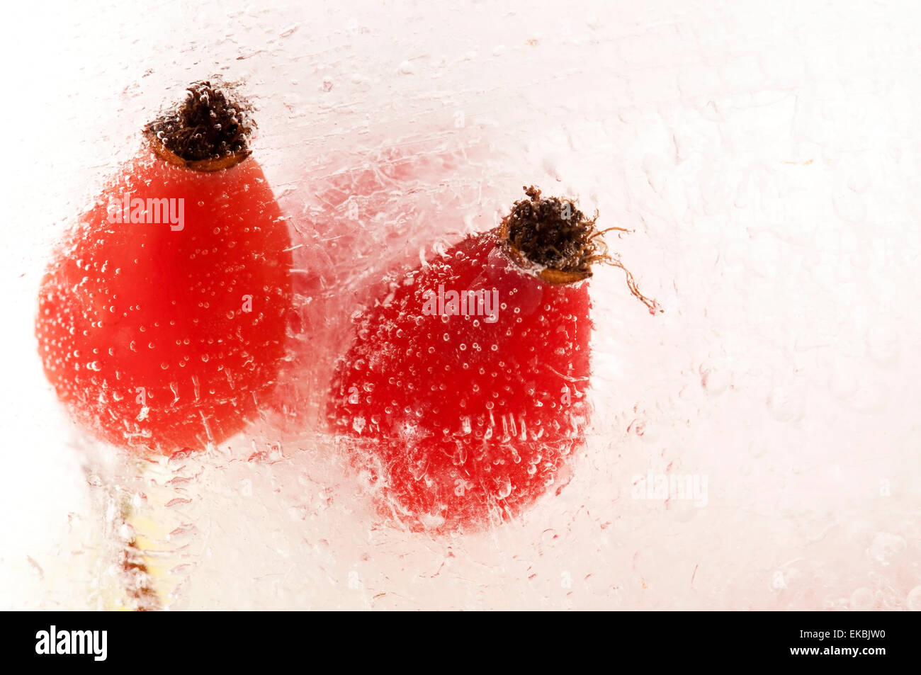 Frozen rose hips Banque D'Images