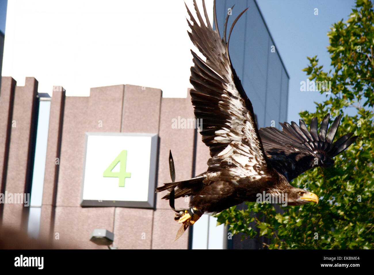 22 septembre 2008 - Cologne : présentation d'un aigle volant à la Photokina 2010 à Cologne la photo. Banque D'Images